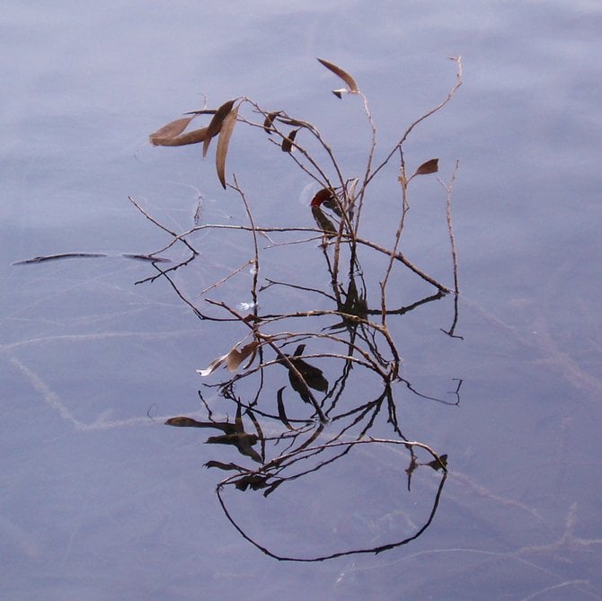 Chollas Lake water-scape.