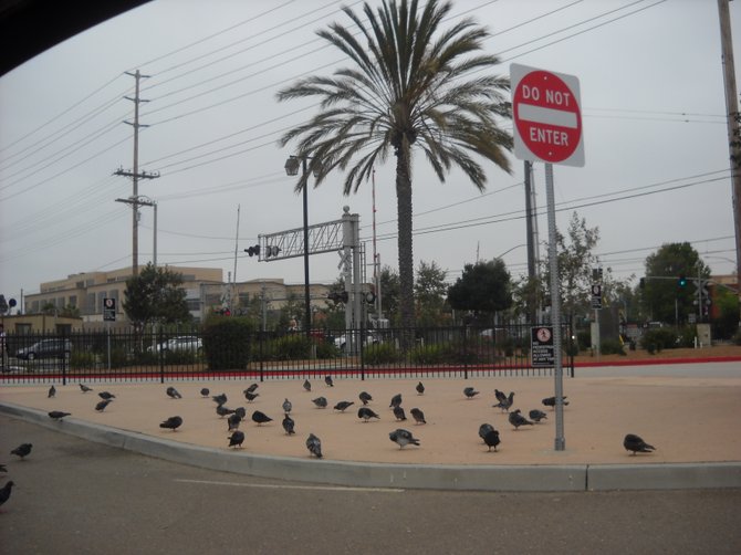 Hungry pigeons await commuter scraps at Old Town Transit Center.