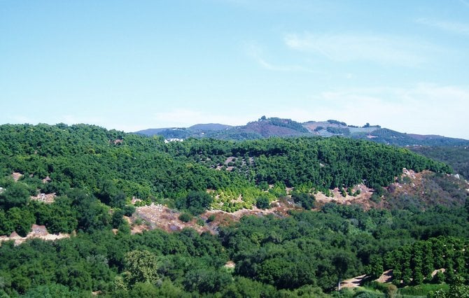 This is a sweeping view of an immense avocado orchard in the western hills of Temecula. 