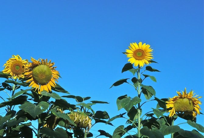 Sunflowers Shining on Ray St.
08/23/10