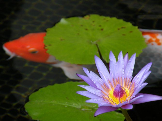 Fish and lotus