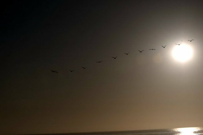 Beautiful flock soaring at sunset, La Jolla Cove