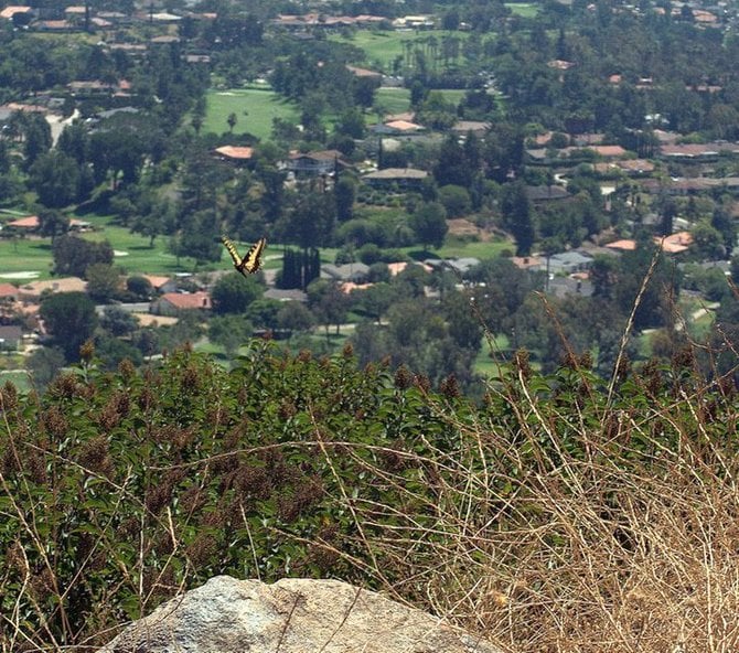 Butterfly in flight atop Battle Mountain in Rancho Bernardo
