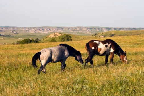 Wild Horses in Theodore Roosevelt National Park