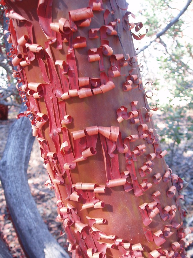  Peeling bark on a manzanita tree in Green Valley Falls Campground