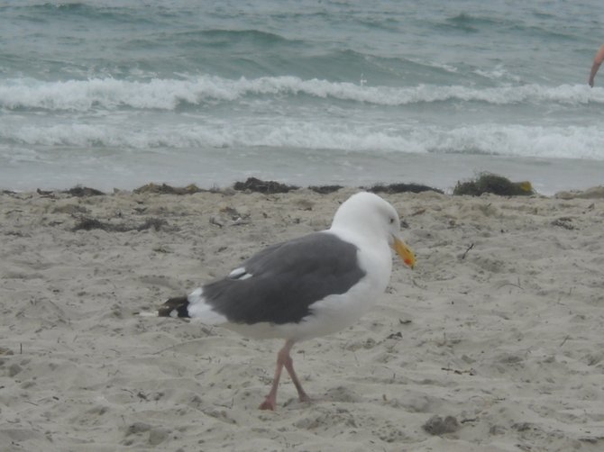 Some might call this bird a "rat with wings"- I call it a Mission Beach seagull. 