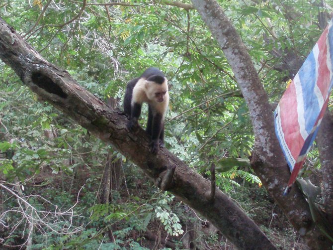 This capuchin monkey is about to help himself to somebody's leftover morsels at a cafe in Montezuma, Costa Rica.