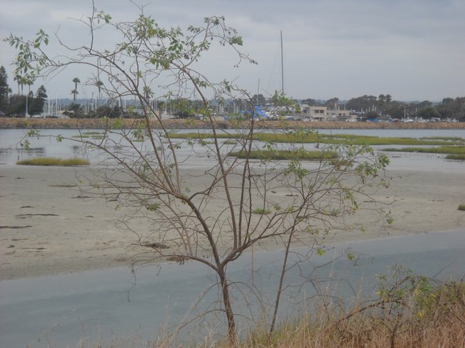 Delicate tree over-looking San Diego River channel.