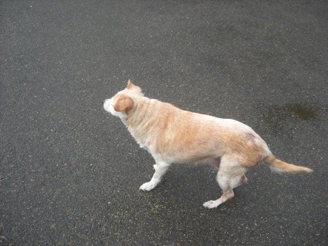 Off-leash loose dogs near Loma Riviera terrorize
bike-riders like me.
