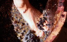 Stomping grapes during fall harvest