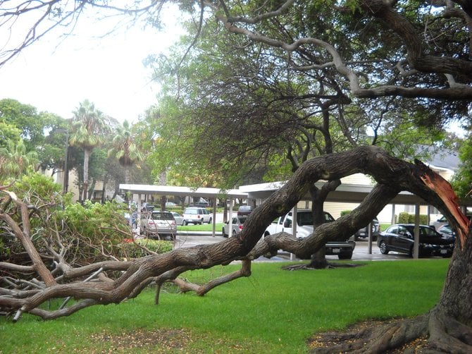 A Brazilian Pepper Tree had a hard night during a recent rainstorm and is several pounds lighter due to limb breakage at Mariner's Cove in Ocean Beach.
