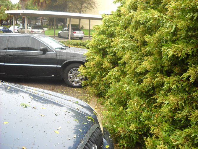 Fallen trees after a rainstorm- too close for comfort at Mariner's Cove Apartments in OB.