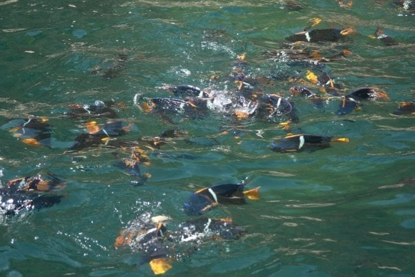 Feed a few fish and watch the feeding frenzy start in the clear waters of Banderas Bay.