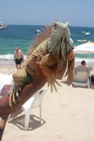 Near Puerto Vallerta Mexico, I made the acquaintance of an iguana while enjoying the beach.