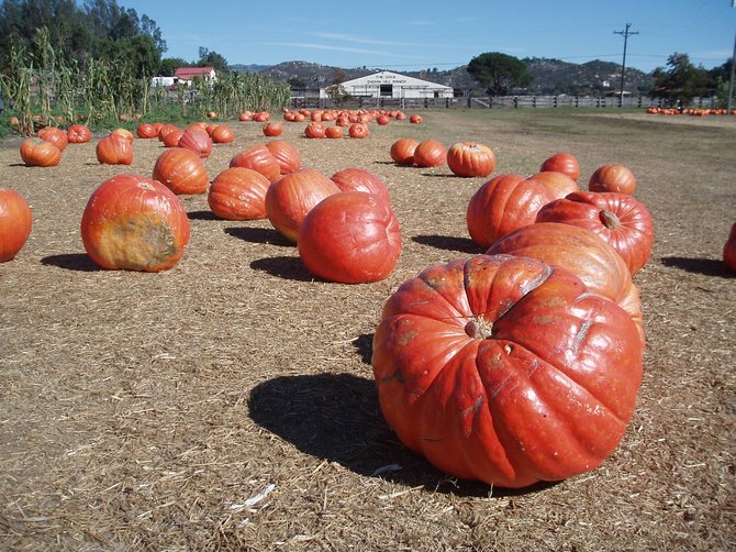 Where's Linus and the Great Pumpkin? They're probably at Bates Nut Farm.