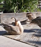 Ducks at the Wild Animal Park.