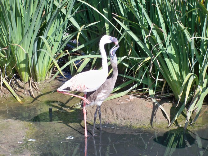 It's feeding time for this flamingo at the San Diego Wild Animal Park.