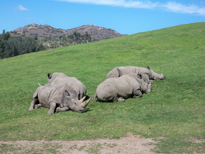 African rhinos taking a nap during our Photo Safari excursion at the Wild Animal Park.