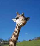 A giraffe gets up close and personal during our Photo.