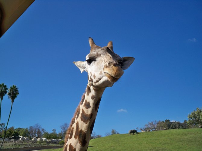 A giraffe gets up close and personal during our Photo.