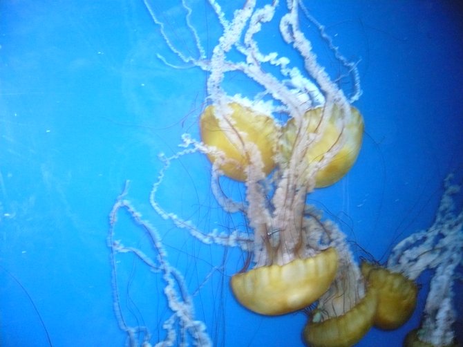 Underwater Jelly-Fish