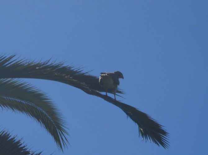 Brown-tailed hawk hanging on a palm tree found along the San Diego River bike path.