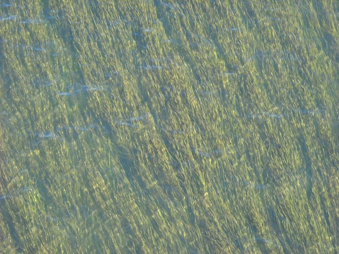 Beautifully-textured, languidly-waving with the tides sea grass seen underwater off the Sports Arena Bridge.