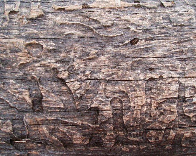 This is a piece of wood that has been infested with beetles. Although the beetles are destructive, they leave behind a beautiful pattern. Chollas Lake, Oak Park.