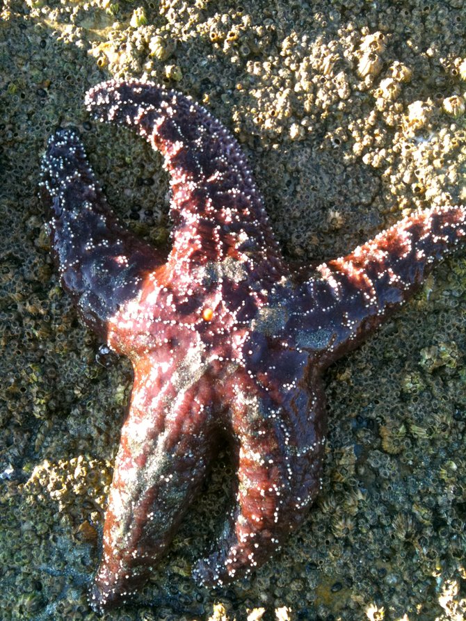 Starfish, La Jolla, CA
