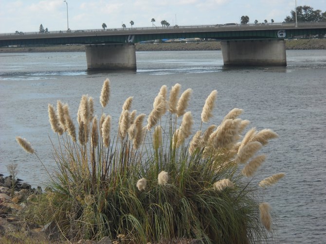 Pampas grass frames the Sunset Cliffs Bridge in Ocean Beach.