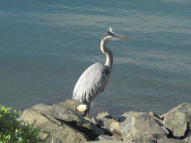 Blue heron relaxing on the Mission Bay jetty rocks.