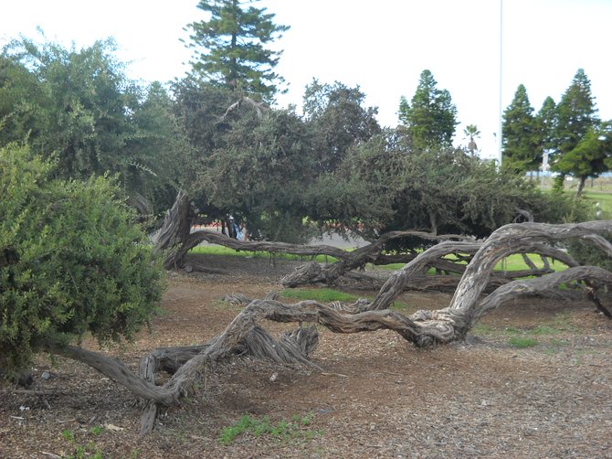 Mission Bay jetty sculptural-looking tree shrubs.
