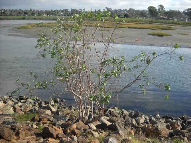 Tree over-looking San Diego River Bike Path in Ocean Beach.
