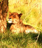 A beautiful day to enjoy and bask in the afternoon glow! Lioness San Diego Wild Animal Park.