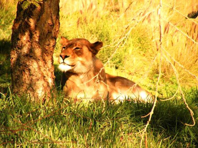 A beautiful day to enjoy and bask in the afternoon glow! Lioness San Diego Wild Animal Park.