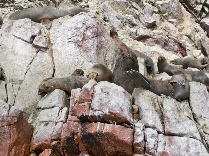 A large male sea lion and his harem of females at Las Islas Ballestas off the coast of Paracas, Peru
