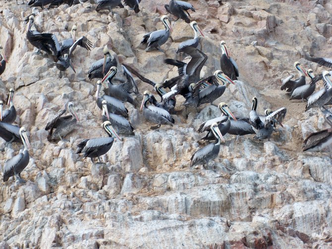A flock of pelicans at Islas Ballestas off the coast of Paracas, Peru