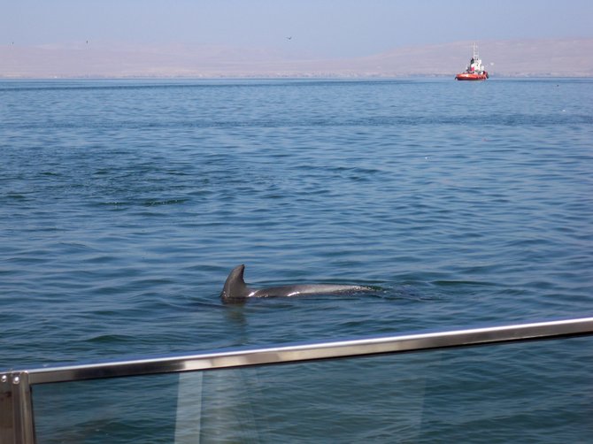  A dolphin says hello to our tour boat off the coast of Paracas, Peru
