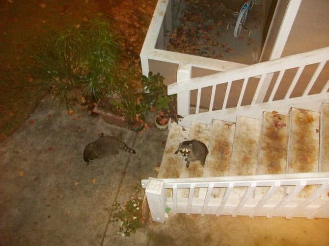 When I heard some rustling off my condo porch, I discovered 2 enormous raccoons sniffing around!