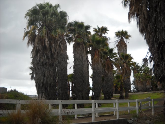 Line of palms near Mission Bay Park.