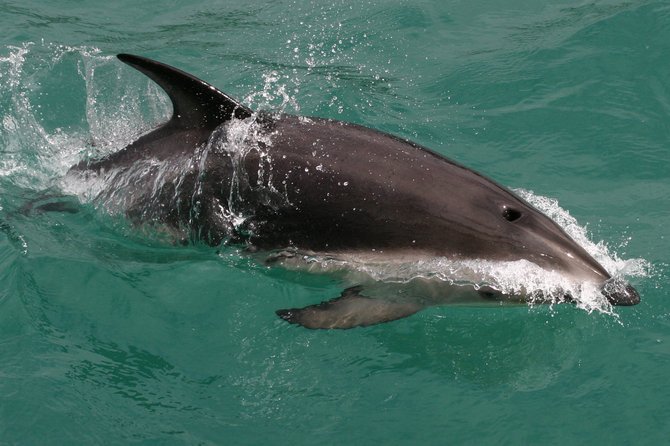 The Dusky is one of the smallest dolphins in the world. Off the south island of New Zealand, the dolphins will swim around people.  If they are in the mood.