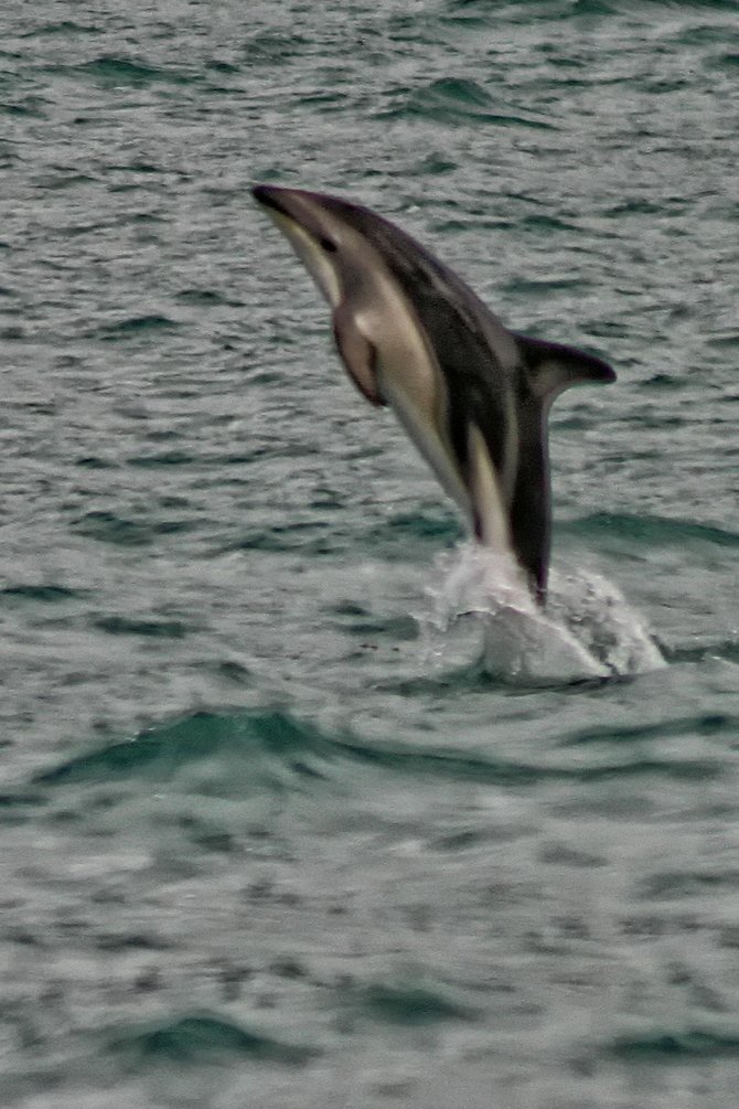 You look at them, they look at you. Dusky dolphins, Kaikoura New Zealand