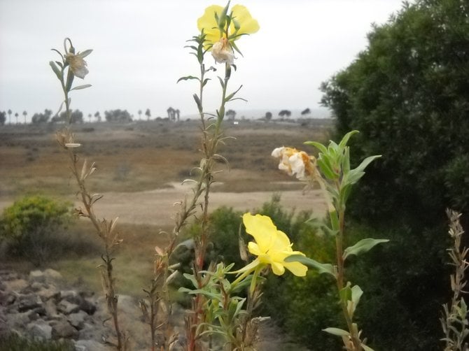 Splash of floral color over-looking SD River channel.