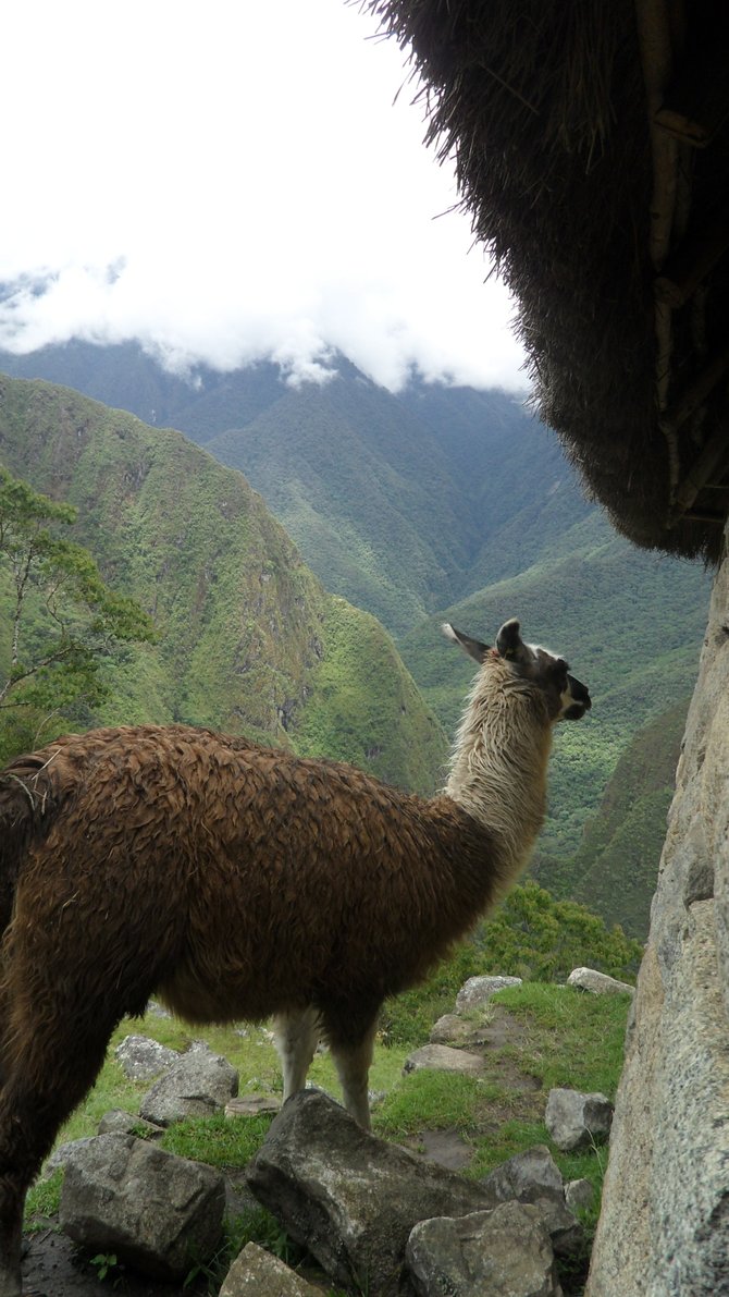 A llama blocking the trail in Peru... wow.
