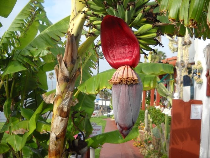 Banana tree and fruit at Beachcomber Motel in San Clemente.
