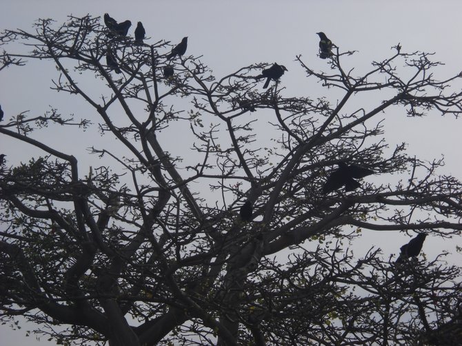 Crows in the trees along Ocean Beach Bike Path