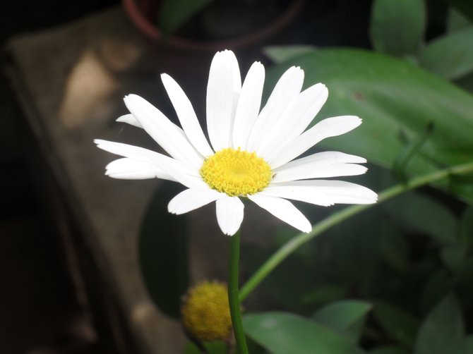 A photo of a daisy taken in my grandmother's garden.