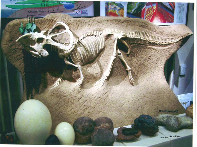 Actual skeleton of a juvenile Triceratops