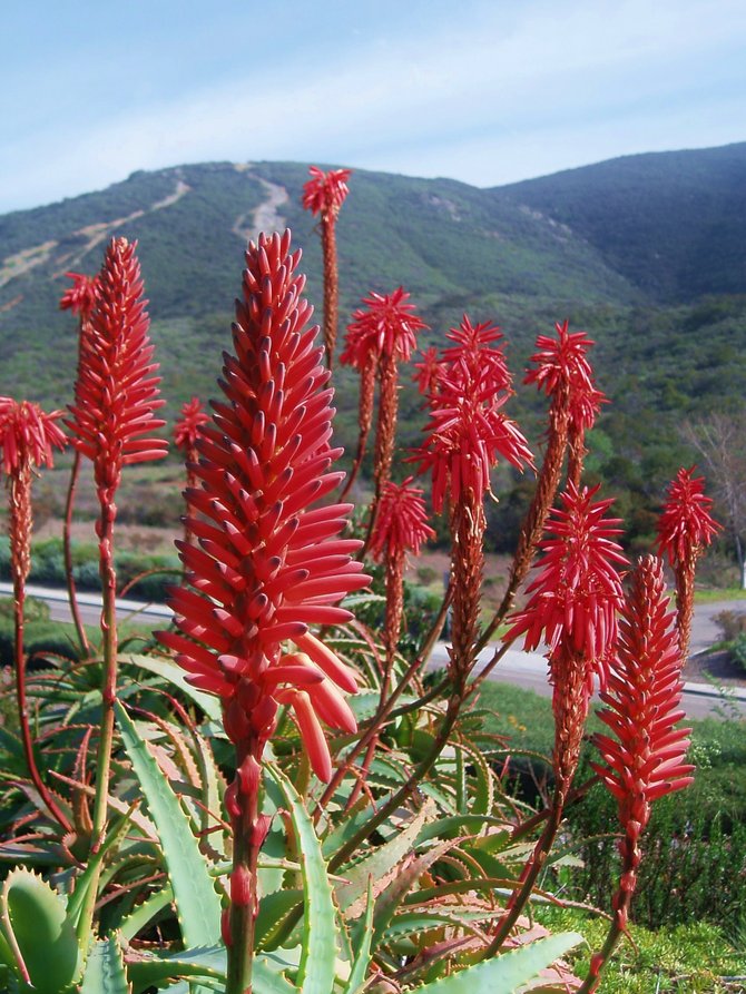 Aloe flowers in bloom on the Black Mountain Miner's Loop trail east of Mira Mesa.