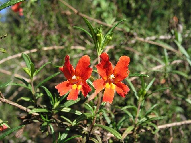 Bush Monkeyflower (Mimulus aurantiacus).  Stromfeld and Cooper Family Trail, Poway, California.  I can never get tired of these native beauties with their various shades of orange, yellow, and red.